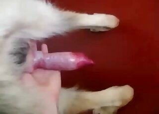Happily showcasing that dog cock