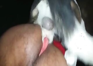That hole is perfect for dog cock