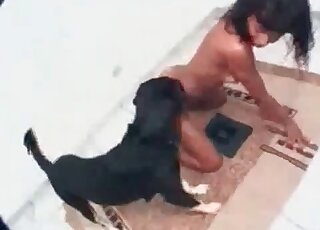 Tanned Latina seducing a black dog