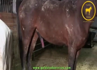 Dude is going to showcase that horse boner