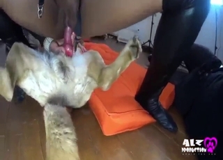 Wig-wearing hottie in lingerie rides dog dick