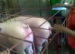 Pig semen scene with lots of taboo activities