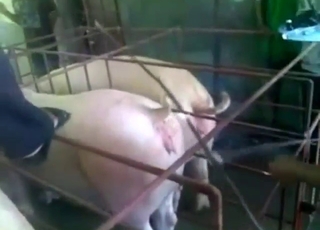 Pig semen scene with lots of taboo activities