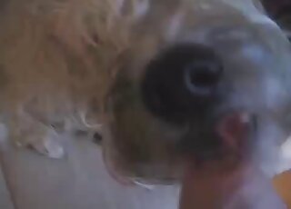 Cute hairy dog licks my hard dick