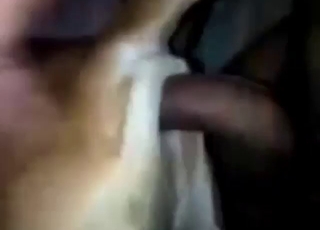 Handyman's cock destroys a dog's wet pussy