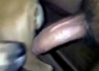 Handyman's cock destroys a dog's wet pussy