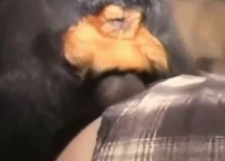 Mutt