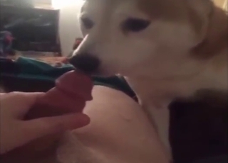 Crazy zoophile porn showing balls worship, etc.