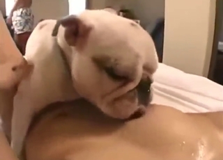 JAV zoophile porn with a giggling AV idol + dogs