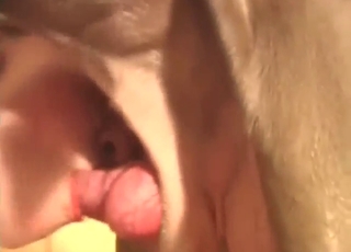 Big balls dog fucking a submissive zoophile