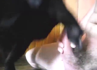 Dirty dog shows how it can lick dick in POV