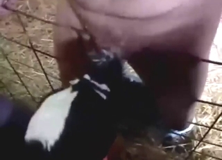 Horny zoophile farmer lets dog suck his dick