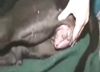 Black dog gets fucked with NO MERCY AT ALL