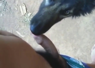 Full-scale cock lick from a black dog in HD