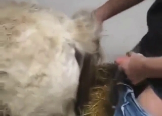 Zoophilic dude with a strong cock fucks a mare