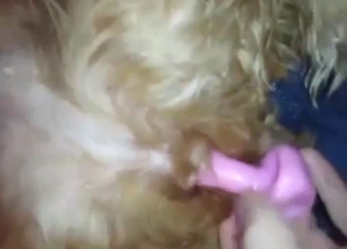Dildo is going to tear into this dog's fuckhole