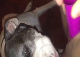 Animal is going to use its tongue for good