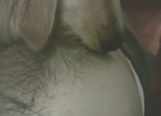 Chest worship session with a submissive dog