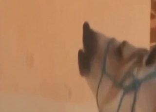 Mare is now loose and ruined after this fuck