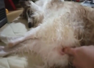 Dog is going to get fingered in a POV scene