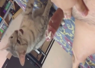 Dude has his covered cock worshipped by cat