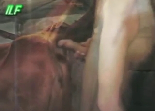 Cow with a big pussy is going to get rammed
