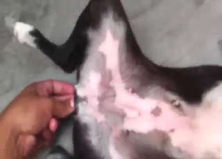 Dude buries his fingers in the dog's hot vag