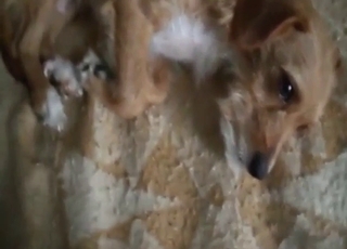 Adorable and sexy dog gets to enjoy this dick