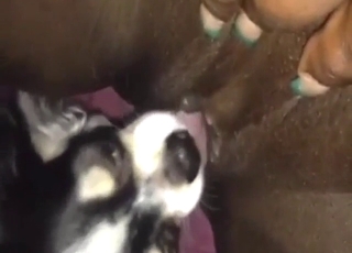 Dick is going to get licked by a sexy beast