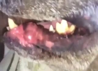 Close-up action with that dog getting throated