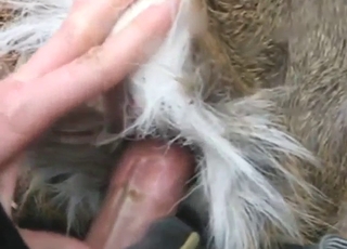 Stag fuck with a guy who wants to gape hard