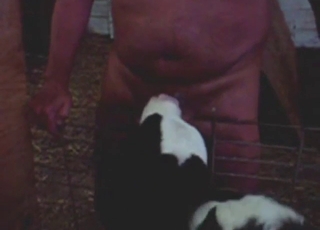 Nice fuck with a calf that loves sucking dick