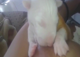 Impressive puppy breastfeed porn with close-ups