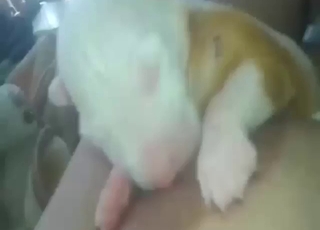 Impressive puppy breastfeed porn with close-ups