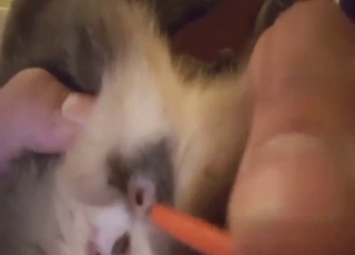 Kitty cutie in a bestiality porn with close-ups