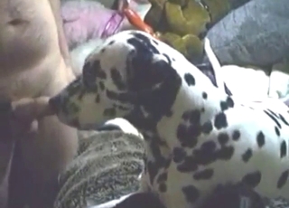 Dalmatian in bestiality porn with plenty of oral