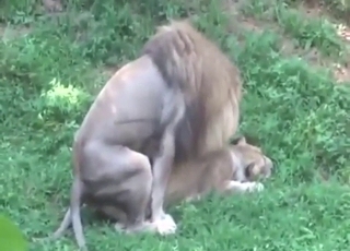 Lions featured in zoo XXX with plenty of teasing