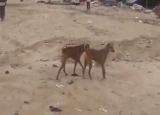 Junkyard dogs fucking in a hot zoo XXX vid