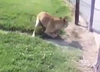 Faster and kinkier zoophile porn with gape