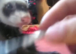 Ferret enjoys bestiality sex and then some