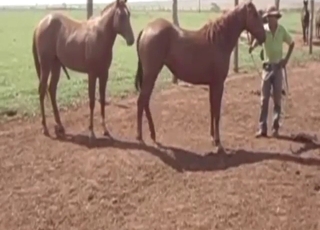 Every zoophile would love seeing stallion tease