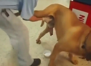 This is not full-blown zoo sex, but very close