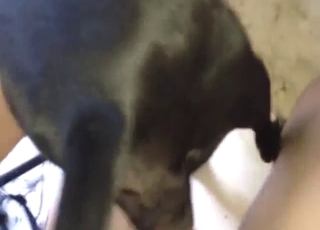 T-girl in zoophile porn: dog gets rammed hard