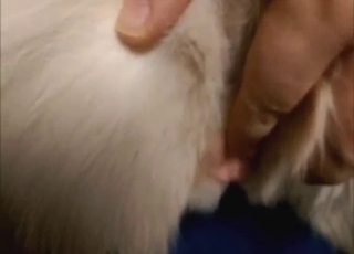 Fingering a beast in heat, true zoophile move