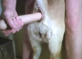 Dildo fuck with a dog that has a snug ass