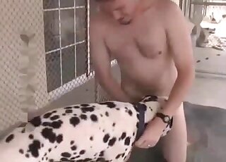 Cheerful Dalmatian fucks hard