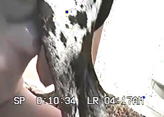 Spotted Dalmatian licks her shaved vagina