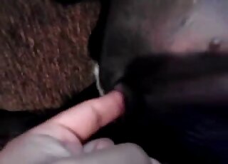 Dog's cute pussy gets fingered hard