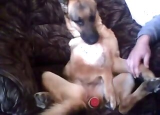 Dog's pussy fucked with toys