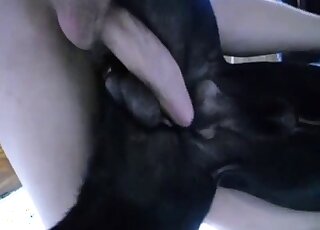 Awesome black dog fucked hard in doggy pose